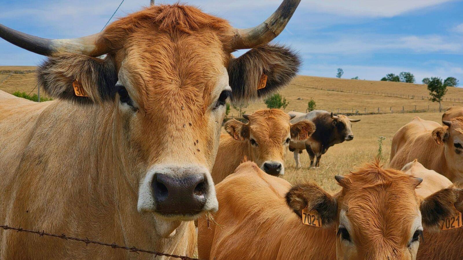 aubrac